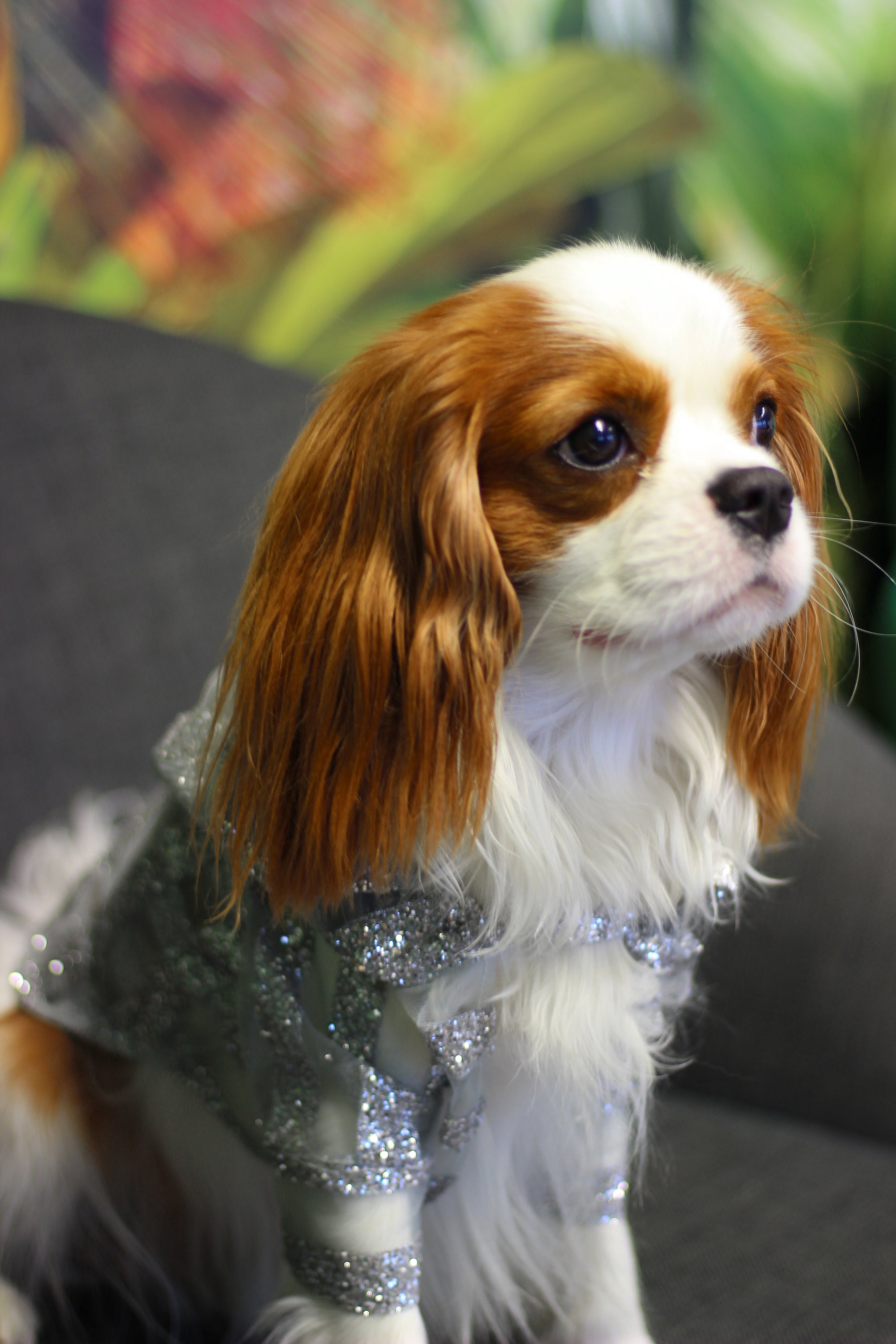 Close-up of dog wearing a shinny gown